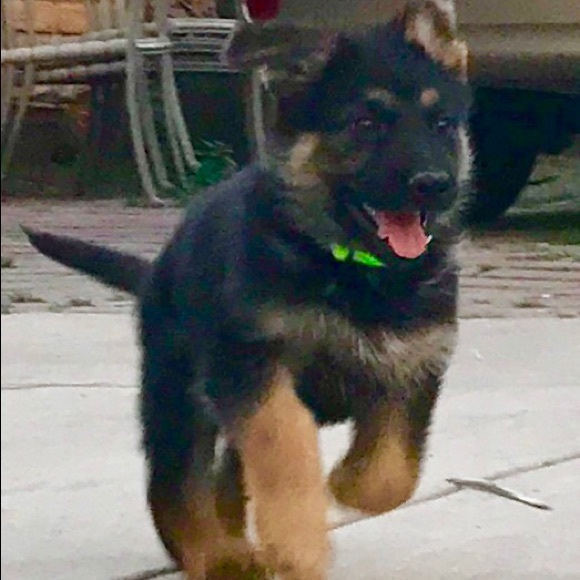 Meet your Posher, Noel - Picture 1 of 1